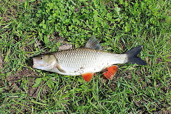 포토 JPG 해외이미지 동물 음식 스포츠 백그라운드 밭 재료 자연 하늘 낚시 건강 저울 육류 어류 취미 사람없음 빨간색 강 머리 식사 흰색 신선 잡기 고리 맛 은색 먹기 꼬리 날것 육식동물 지느러미 단백질 포식 해외202004 해외포토 컬러 컨셉 농업 식재료 모션 레저 신체부위 수중동물 생태계 영양소 파일형식 이미지허브