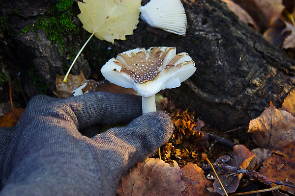 포토 JPG 해외이미지 식물 음식 종류 이끼 동양인 사람없음 목재 치료 초록색 중국 버섯 가을 황금 숲 백합 먹기 묘사 곰팡이 그물버섯 식용 양발 채식주의자 많음 벨벳 해외202004 해외포토 나무 계절 꽃 아시아 컬러 컨셉 재료 의학 모션 인종 실크 채식 파일형식 이미지허브