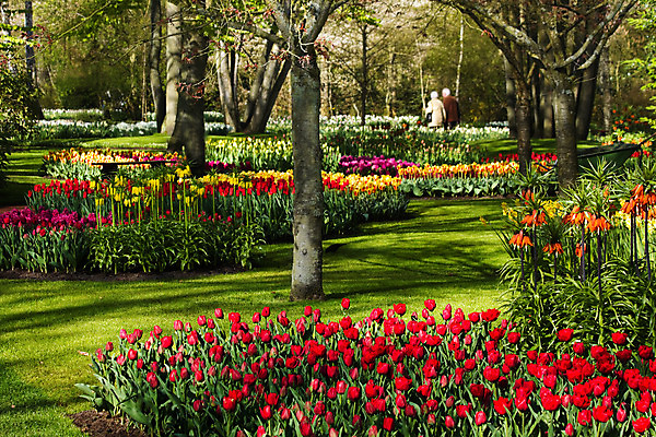 포토 JPG 해외이미지 나무 식물 계절 공원 꽃 꽃무늬 오렌지 전구 자연 풍경 사람없음 장식 가로 빨간색 초록색 파란색 빛 컬러풀 노란색 여행객 환경 정원 보라색 봄 튤립 벚꽃 흰색 개화 배열 네덜란드 향기 내추럴 밭일 그리너리 해외202004 해외포토 공공시설 유럽 컬러 무늬 과일 사람 생태계 냄새 파일형식 트랜드컬러 이미지허브