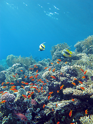 포토 JPG 해외이미지 동물 야생동물 바다 학교 아프리카 자연 이집트 어류 풍경 사람없음 물 파란색 컬러풀 햇빛 바닷속 수중 거품 스노클링 호주 생태계 다이빙 인도네시아 수족관 홍해 몰디브 카리브해 깊이 소금물 해외202004 해외포토 자연요소 교육 나라 아시아 컬러 태양 수영 수중동물 수상스포츠 오세아니아 수중스포츠 파일형식 이미지허브
