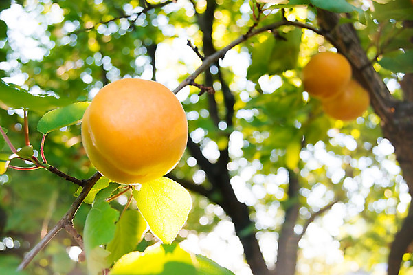 포토 JPG 해외이미지 나무 식물 음식 백그라운드 잎 꽃무늬 농업 오렌지 자연 따뜻함 매달리기 건강 사람없음 야외 초록색 여름 햇빛 태양 노란색 정원 맑음 수확 성장 바위 나뭇가지 신선 달콤 맛 과수원 먹기 유기농 원예 살구 숙성 채식주의자 해외202004 해외포토 자연요소 웰빙 계절 꽃 산업 컬러 컨셉 무늬 과일 모션 날씨 취미 돌_바위 생태계 채식 파일형식 이미지허브