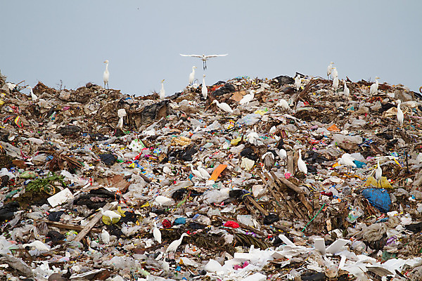 포토 JPG 해외이미지 식물 가방 자연 갈매기 사람없음 쇼핑 환경오염 쓰레기 폐기물 플라스틱 버리기 생태계 장면 생태학 해외202004 해외포토 잡화 교육 컨셉 모션 재질 조류 파일형식 이미지허브