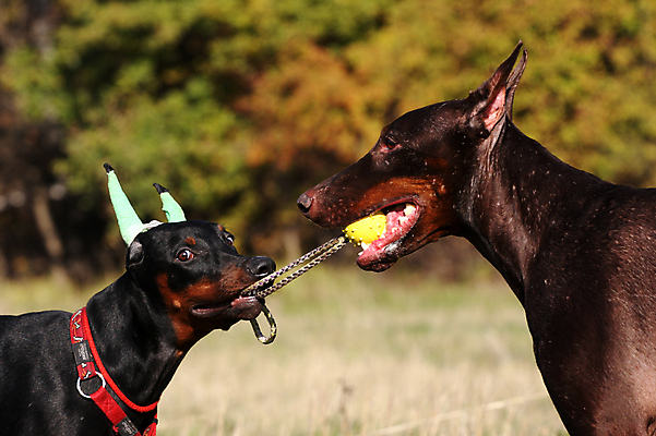 포토 JPG 해외이미지 동물 2 장난 부분 공 놀이 건강 사람없음 야외 반려동물 머리 나뭇가지 서핑 당기기 개 강아지 귀 붕대 토막 송곳니 기르기 해외202004 해외포토 나무 포유류 모션 신체부위 수상스포츠 치아 돌봄 파일형식 이미지허브