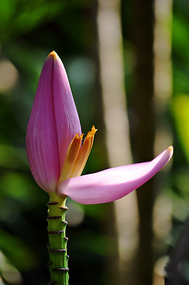 포토 JPG 해외이미지 나무 식물 계절 공원 꽃잎 꽃 음식 분홍색 백그라운드 잎 꽃무늬 과일 자연 바나나 기술 사람없음 야외 장식 빨간색 초록색 여름 노란색 평화 환경 정원 일본 침묵 봄 벚꽃 흰색 개화 열대우림 유기농 이국적 플로리다 해외202004 해외포토 웰빙 공공시설 아시아 컬러 컨셉 무늬 미국 소리 숲 생태계 파일형식 이미지허브