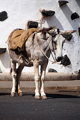 포토 JPG 해외이미지 동물 전통 도로 여행 밭 포유류 자연 산 사람없음 건물 초록색 반려동물 농장 갈색 머리 걷기 마을 흰색 시골 업무 뜨거움 스페인 닫기 큼 그늘 가난 귀 먼지 팩 당나귀 안장 밭일 옛날 해외202004 해외포토 건축물 유럽 길 컬러 컨셉 농업 교통시설 모션 신체부위 화장품 말_동물 작업 크기 생태계 파일형식 이미지허브