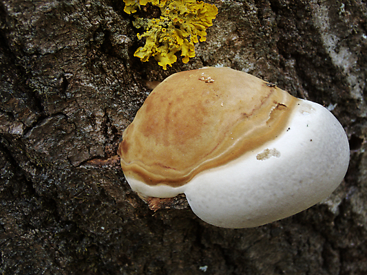 포토 JPG 해외이미지 모양 나무 식물 야생동물 백그라운드 패턴 신체 부분 관계 자연 벽지 생물 수염 이끼 사람없음 야외 옆모습 컬러풀 갈색 우주 환경 버섯 침묵 활발 흰색 그룹 변화 선택 숲 크림 오브젝트 유기농 질감 생물학 나무껍질 조형 발견 곰팡이 삼림지대 식민지 캡모자 세련 전경 완전 해외202004 해외포토 동물 모자_잡화 웰빙 교육 뷰포인트 컬러 컨셉 무늬 풍경 소리 껍질 생태계 파일형식 탑뷰 이미지허브