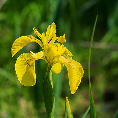 포토 JPG 해외이미지 꽃 잎 자연 사람없음 물 노란색 개화 네덜란드 붓꽃 해외202004 해외포토 자연요소 식물 유럽 컬러 생태계 파일형식 이미지허브