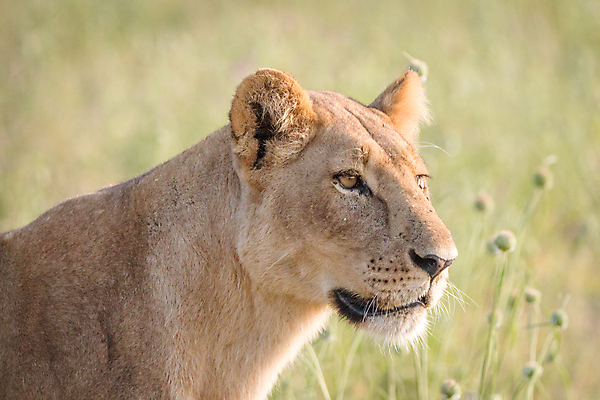 포토 JPG 해외이미지 동물 야생동물 여행 포유류 아프리카 자연 생물 털 동물원 사람없음 환경 고양이 힘 분노 황무지 위험 사자 큼 왕 모피 사파리 리더 육식동물 사냥꾼 멸종 사자자리 표범 내추럴 보츠와나 사바나 웅장함 해외202004 해외포토 직업 감정 나라 컨셉 반려동물 별자리 크기 생태계 파일형식 이미지허브