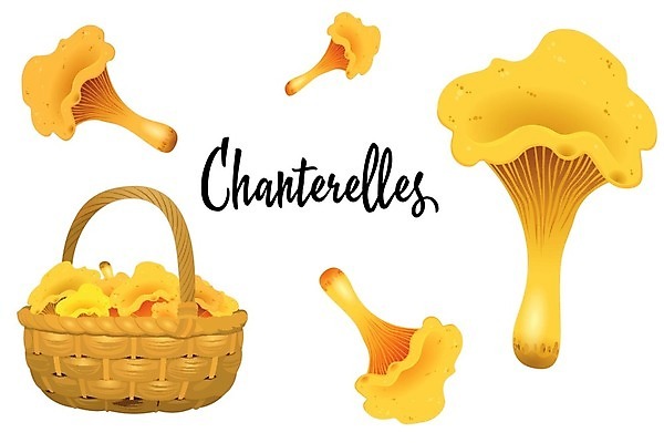 EPS 해외이미지 식물 디자인 계절 음식 백그라운드 오렌지 일러스트 재료 자연 건강 요리 미술 그래픽 여름 갈색 식사 버섯 가을 흰색 신선 그룹 맛 숲 작음 만화 수집 먹기 그림 유기농 날것 내추럴 고립 곰팡이 그물버섯 식용 채식주의자 캡모자 해외202004 해외일러스트 모자_잡화 웰빙 컬러 컨셉 과일 모션 문화예술 크기 생태계 채식 파일형식 벡터 이미지허브