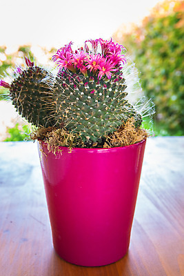 포토 JPG 해외이미지 식물 꽃 화분 분홍색 백그라운드 자연 탁자 선인장 사람없음 목재 장식 초록색 정원 개화 가시 오브젝트 원예 선인장꽃 해외202004 해외포토 나무 컬러 가구 재료 취미 생태계 파일형식 이미지허브