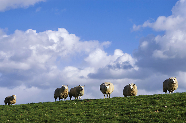 포토 JPG 해외이미지 동물 구름 농업 자연 하늘 풍경 사람없음 파란색 가축 양 군중 방목 네덜란드 줄서기 해외202004 해외포토 자연요소 유럽 산업 컬러 포유류 모션 사람 축산업 생태계 파일형식 이미지허브