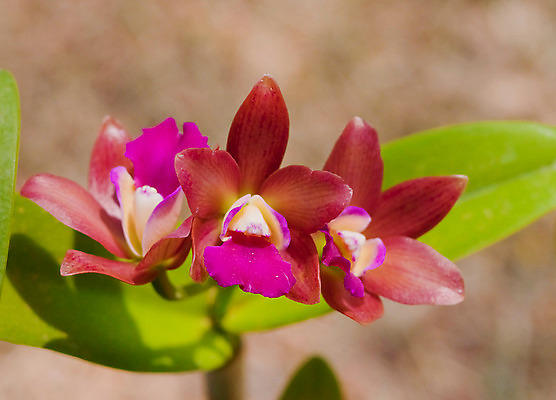 포토 JPG 해외이미지 식물 디자인 꽃잎 꽃 분홍색 꽃다발 잎 꽃무늬 패턴 자연 사람없음 장식 환경 정원 보라색 봄 벚꽃 흰색 나뭇가지 시골 난초 우아함 닫기 배열 제비꽃 보케 향 내추럴 해외202004 해외포토 나무 계절 컬러 컨셉 무늬 모션 생태계 파일형식 이미지허브
