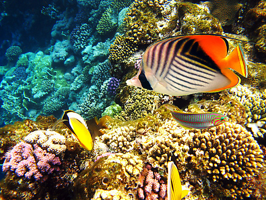 포토 JPG 해외이미지 바다 자연 휴가 휴식 바닥 이집트 어류 사람없음 빨간색 물 수중 수영 스노클링 산호 다이빙 암초 깊이 이국적 해외202004 해외포토 자연요소 컬러 컨셉 아프리카 수중동물 수상스포츠 자포동물 생태계 수중스포츠 파일형식 이미지허브