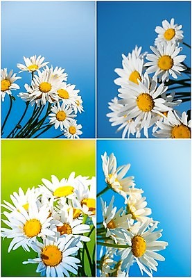 포토 JPG 해외이미지 식물 계절 꽃잎 꽃 백그라운드 잎 꽃무늬 밭 자연 하늘 풍경 잔디 사람없음 야외 초록색 여름 파란색 빛 컬러풀 농장 노란색 환경 정원 봄 성장 벚꽃 흰색 시골 신선 다발 허브 데이지 내추럴 평야 해외202004 해외포토 컬러 무늬 농업 생태계 파일형식 이미지허브