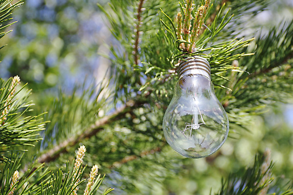 포토 JPG 해외이미지 꽃 컨셉 2 전구 아이디어 기술 사람없음 초록색 빛 글로벌 태양 환경 재활용 에너지 성장 흰색 램프 절약 보호 심볼 에코 자원 해결 내추럴 혁명 돌봄 발명 방법 생태학 해외202004 해외포토 자연요소 식물 교육 컬러 모션 조명 친환경 파일형식 이미지허브
