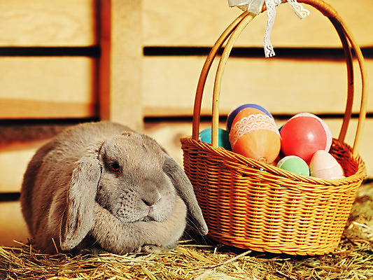 포토 JPG 해외이미지 동물 1 행복 얼굴 포유류 휴가 부활절 털 사람없음 장식 가로 반려동물 농장 갈색 바구니 봄 시골 축하 토끼 관찰 볏짚 설치류 작음 모피 자르기 심볼 귀 부드러움 솜털 밀짚 난쟁이 거짓말 램 해외202004 해외포토 계절 기념일 감정 컬러 컨셉 농업 모션 신체부위 감각 짚 크기 파일형식 이미지허브