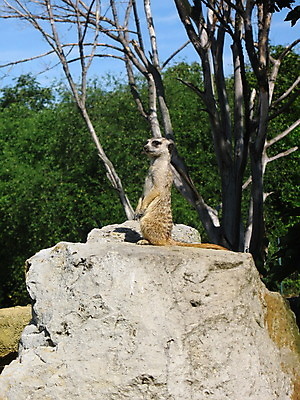 포토 JPG 해외이미지 동물 자연 종류 옥수수 사람없음 환경 구멍 치아 둥지 설치류 낟알 만족 생물학 조심 토막 땅바닥 스텝 해외202004 해외포토 교육 감정 곡류 바닥 소화기관 생태계 파일형식 이미지허브