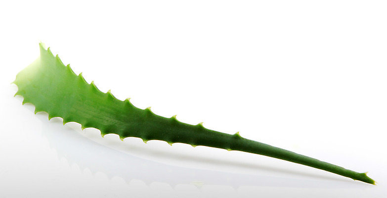 포토 JPG 해외이미지 식물 꽃 줄기 백그라운드 잎 자연 선인장 건강 사람없음 초록색 물 빛 약 우주 주스 화장품 활발 젖음 사막 성장 흰색 신선 가시 닫기 떨어짐 허브 피부 순수 묘사 피부관리 스파이크 고립 넘어짐 돌봄 알로에 억울 디테일 해외202004 해외포토 자연요소 감정 음료 컬러 컨셉 의학 모션 신체부위 뷰티 생태계 파일형식 이미지허브