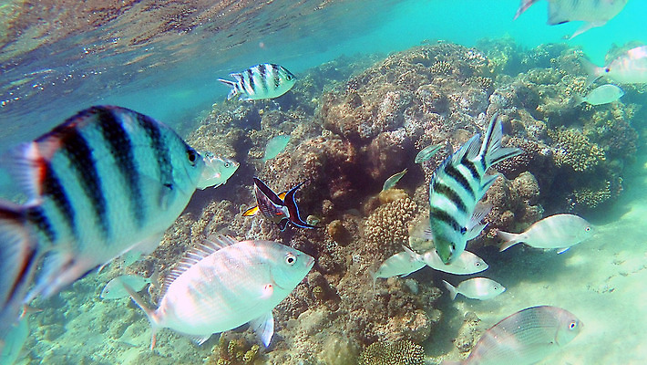 포토 JPG 해외이미지 동물 야생동물 바다 자연 이집트 어류 사람없음 빨간색 물 파란색 바닷속 수중 수영 스노클링 팔레트 산호 큼 아래 다이빙 태평양 암초 외과 내추럴 동물상 리갈 이국적 해외202004 해외포토 자연요소 컬러 의학 아프리카 병원 조형물 수중동물 수상스포츠 자포동물 크기 방향 생태계 위치 수중스포츠 파일형식 이미지허브