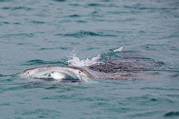 포토 JPG 해외이미지 야생동물 바다 아프리카 표면 어류 사람없음 초록색 물 수중 입 큼 고래 상어 수유 이국적 탄자니아 해외202004 해외포토 자연요소 동물 나라 컬러 포유류 신체부위 수중동물 크기 파일형식 이미지허브