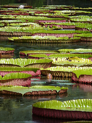 포토 JPG 해외이미지 식물 공원 꽃 호수 선 잎 꽃무늬 자연 사람없음 초록색 물 반사 정원 침묵 벚꽃 연못 거인 내추럴 패드 모리셔스 아마존 이국적 해외202004 해외포토 자연요소 공공시설 컬러 무늬 소리 생태계 파일형식 이미지허브
