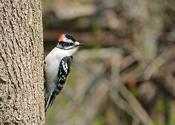 포토 JPG 해외이미지 야생동물 자연 조류 사람없음 야외 숲 해외202004 해외포토 동물 생태계 파일형식 이미지허브