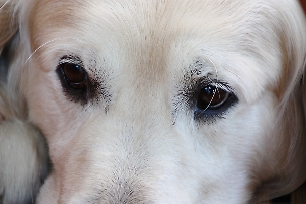 포토 JPG 해외이미지 동물 1 응시 휴식 털 실내 사람없음 반려동물 흰색 황금 개 강아지 래브라도리트리버 만족 코 사냥 귀 부드러움 주둥이 거짓말 유래 총구 해외202004 해외포토 시선 감정 컬러 컨셉 포유류 내부 신체부위 감각 리트리버 파일형식 이미지허브