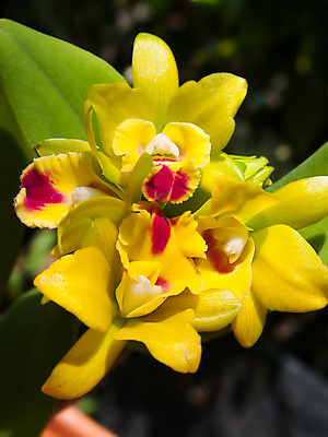 포토 JPG 해외이미지 식물 꽃잎 꽃 꽃다발 꽃무늬 농업 자연 추상 사람없음 장식 컬러풀 벚꽃 신선 개화 난초 고급 우아함 닫기 묘사 잡종 해외202004 해외포토 산업 컬러 컨셉 무늬 모션 생태계 파일형식 이미지허브