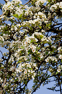 포토 JPG 해외이미지 나무 식물 계절 꽃 잎 꽃무늬 자연 하늘 새로움 사람없음 야외 초록색 파란색 정원 봄 성장 벚꽃 흰색 나뭇가지 신선 개화 꽃가루 해외202004 해외포토 컬러 컨셉 무늬 가루 생태계 파일형식 이미지허브