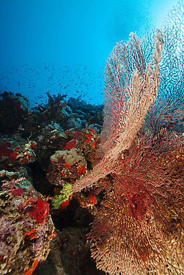 포토 JPG 해외이미지 식물 동물 모래 바다 백그라운드 자연 표면 어류 풍경 사람없음 물 파란색 컬러풀 햇빛 태양 바닷속 수중 광선 산호 아래 다이빙 장면 암초 깊이 소금물 이국적 침몰 파라다이스 해외202004 해외포토 자연요소 컬러 수영 수중동물 자포동물 방향 생태계 위치 수중스포츠 파일형식 이미지허브