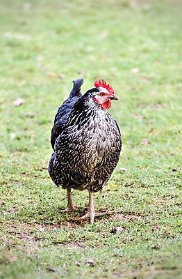 포토 JPG 해외이미지 동물 음식 조류 건강 요리 사람없음 농장 검은색 치킨 흰색 머리빗 깃털 부리 고립 무료 암탉 해외202004 해외포토 컬러 농업 미용용품 닭 암컷 닭고기요리 파일형식 이미지허브