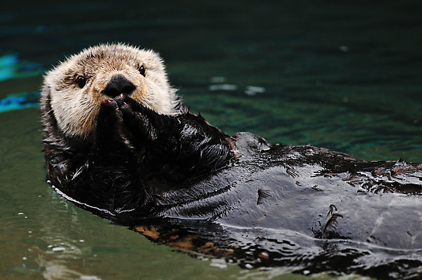 포토 JPG 해외이미지 동물 호수 얼굴 야생동물 바다 포유류 가족 자연 털 동물원 종류 사람없음 물 강 갈색 수영 젖음 흰색 만 작음 모피 묘사 호기심 코 육식동물 멸종 알래스카 동물상 해외202004 해외포토 자연요소 감정 컬러 컨셉 관계 신체부위 조형물 미국 수상스포츠 크기 생태계 파일형식 이미지허브