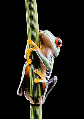 포토 JPG 해외이미지 한마리 야생동물 검은배경 실내 매달리기 양서류 사람없음 청개구리 잎줄기 해외202004 해외포토 동물 1 줄기 백그라운드 모션 개구리 내부 검은색 파일형식 이미지허브