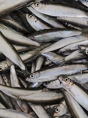 포토 JPG 해외이미지 동물 라이프스타일 산업 음식 바다 백그라운드 패턴 자연 낚시 프레임 건강 어류 사람없음 세일 주방 신선 그룹 시장 은색 작음 먹기 가득함 해산물 내추럴 해외202004 해외포토 컬러 무늬 모션 레저 생활 수중동물 크기 생태계 파일형식 이미지허브