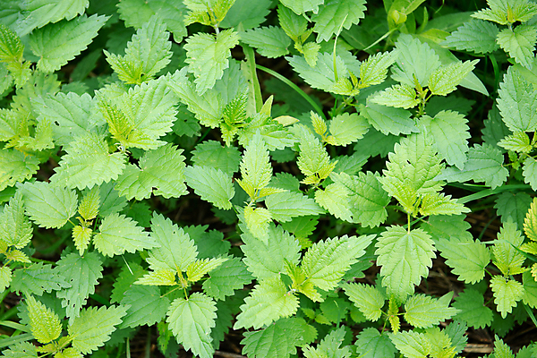 포토 JPG 해외이미지 나무 식물 공원 백그라운드 잎 꽃무늬 패턴 자연 벽지 추상 사람없음 야외 장식 초록색 여름 빛 울타리 컬러풀 우주 마을 정원 봄 성장 흰색 신선 닫기 숲 묘사 유기농 질감 광택 상록수 내추럴 생태학 해외202004 해외포토 웰빙 계절 공공시설 교육 꽃 컬러 무늬 모션 담장 생태계 파일형식 이미지허브