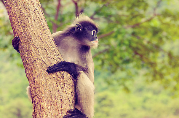 포토 JPG 해외이미지 나무 동물 1 공원 야생동물 잎 포유류 태국 자연 사람없음 초록색 검은색 회색 수확 흰색 나뭇가지 원숭이 황무지 숲 열대우림 복고 동물상 해외202004 해외포토 식물 공공시설 아시아 컬러 농업 조형물 생태계 파일형식 이미지허브