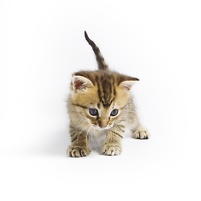 포토 JPG 해외이미지 동물 얼굴 포유류 포옹 놀이 수염 털 사람없음 반려동물 고양이 게임 흰색 표현 아기 호랑이 달콤 작음 모피 만족 꼬리 카푸치노 고립 동반자 해외202004 해외포토 감정 커피 컬러 안기 사람 신체부위 맛 크기 파일형식 이미지허브