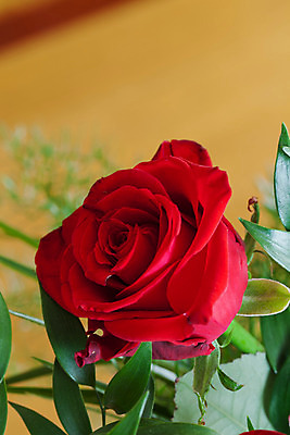 포토 JPG 해외이미지 식물 여자 기념일 꽃잎 꽃 분홍색 꽃다발 결혼 백그라운드 꽃무늬 패턴 자연 추상 발렌타인데이 사랑 사람없음 빨간색 물 장미 정원 봄 젖음 벚꽃 흰색 물방울 생일 닫기 떨어짐 이슬 꽃봉오리 싱글 원예 질감 해외202004 해외포토 자연요소 계절 감정 컬러 컨셉 무늬 모션 데이이벤트 사람 이벤트 취미 생태계 파일형식 이미지허브