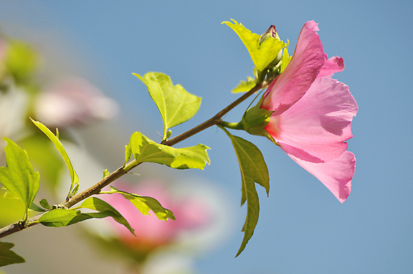 포토 JPG 해외이미지 식물 계절 꽃 잎 꽃무늬 자연 하늘 사람없음 히비스커스 해외202004 해외포토 무늬 생태계 파일형식 이미지허브