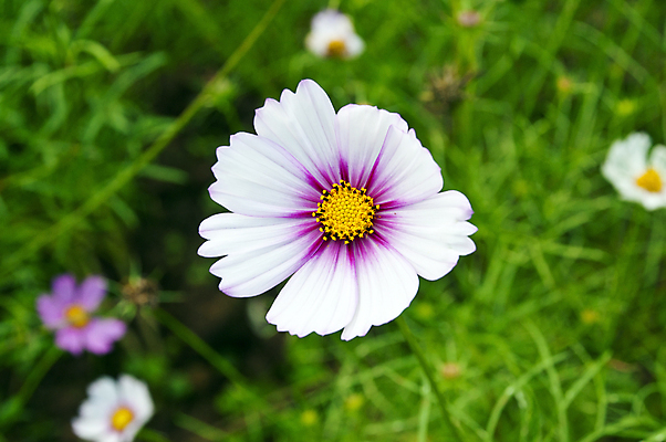 포토 JPG 해외이미지 식물 디자인 꽃 분홍색 백그라운드 컨셉 꽃무늬 패턴 자연 벽지 추상 선물 미술 사람없음 장식 초록색 빛 태양 노란색 우주 맑음 봄 흰색 인사 최고 신용카드 닫기 다발 만족 그림 데이지 엽서 공상 고립 엘리먼트 스타일 해외202004 해외포토 자연요소 계절 감정 컬러 무늬 모션 날씨 문화예술 금융 예절 편지 생태계 파일형식 이미지허브