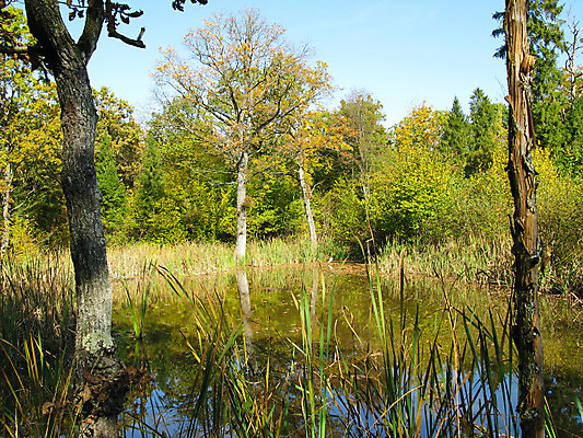 포토 JPG 해외이미지 나무 계절 실루엣 호수 백그라운드 잎 자연 하늘 휴식 풍경 사람없음 야외 목재 초록색 물 파란색 컬러풀 햇빛 반사 평화 환경 침묵 가을 나뭇가지 시골 소나무 황무지 매끈함 숲 허브 장면 내추럴 대칭 해외202004 해외포토 자연요소 식물 컬러 컨셉 재료 촬영기법 태양 소리 감각 생태계 파일형식 이미지허브