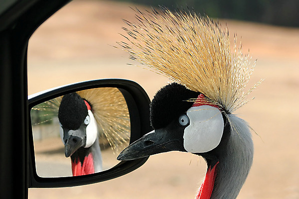 포토 JPG 해외이미지 동물 공원 야생동물 아프리카 자동차 자연 조류 지팡이 왕관 동물원 사람없음 야외 거울 닫기 중앙 사파리 목 동쪽 내추럴 이국적 이스라엘 해외202004 해외포토 공공시설 나라 육상교통 모션 신체부위 방향 생태계 서아시아 파일형식 이미지허브