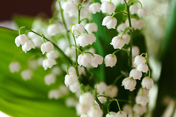 포토 JPG 해외이미지 식물 계절 공원 꽃잎 꽃 백그라운드 컨셉 잎 꽃무늬 밭 자연 사람없음 야외 초록색 여름 정원 계곡 봄 성장 벚꽃 종 흰색 신선 개화 우아함 백합 다발 순수 묘사 향기 아로마 내추럴 해외202004 해외포토 공공시설 컬러 무늬 농업 생태계 냄새 파일형식 이미지허브