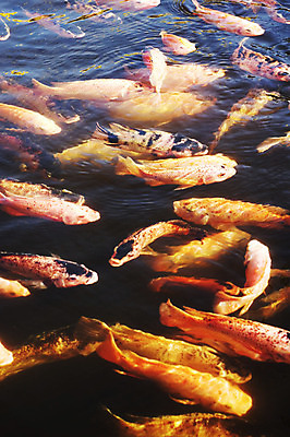 포토 JPG 해외이미지 아시아 호수 선 오렌지 어류 동양인 사람없음 물 정원 연못 당구 수유 해외202004 해외포토 자연요소 나라 과일 인종 구기 수중동물 파일형식 이미지허브