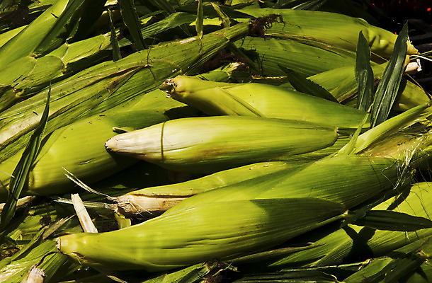 포토 JPG 해외이미지 식물 음식 백그라운드 밭 채소 자연 건강 옥수수 요리 사람없음 초록색 농작물 농장 상점 수확 껍질 신선 시장 황금 달콤 낟알 먹기 유기농 알맹이 날것 성분 생식 해외202004 해외포토 웰빙 컬러 농업 모션 곡류 맛 생태계 파일형식 이미지허브
