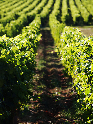 포토 JPG 해외이미지 식물 음식 잎 농업 과일 자연 포도 건강 사람없음 야외 초록색 농작물 농장 환경 와인 프랑스 수확 성장 시골 신선 포도밭 발효 포도나무 질서 양조 줄서기 세련 해외202004 해외포토 유럽 산업 컬러 밭 모션 주류 예절 과일나무 생태계 파일형식 이미지허브