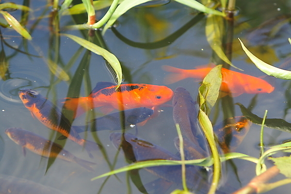 포토 JPG 해외이미지 동물 오렌지 어류 사람없음 빨간색 물 반려동물 희망 황금 금붕어 지느러미 잉어 해외202004 해외포토 자연요소 감정 컬러 과일 수중동물 파일형식 이미지허브