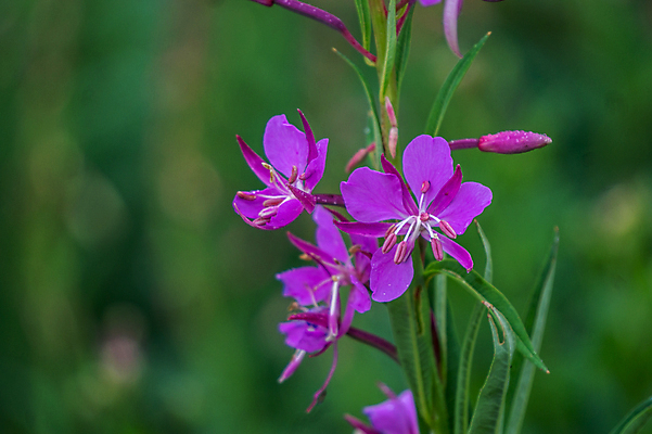포토 JPG 해외이미지 식물 꽃잎 꽃 줄기 분홍색 잎 꽃무늬 밭 자연 산 사람없음 초록색 빛 컬러풀 보라색 봄 들꽃 성장 벚꽃 물방울 개화 약초 자주색 허브 부드러움 해외202004 해외포토 계절 컬러 무늬 농업 풀_식물 감각 생태계 파일형식 이미지허브