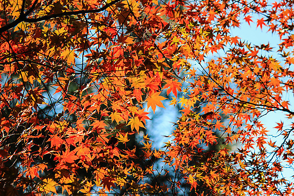 포토 JPG 해외이미지 나무 식물 계절 공원 실루엣 도로 여행 백그라운드 무지개 잎 패턴 자연 하늘 지붕 휴식 풍경 사람없음 빨간색 파란색 빛 컬러풀 햇빛 태양 정원 일본 활발 덮개 가을 나뭇가지 신선 보행로 닫기 숲 그늘 오솔길 강렬 해외202004 해외포토 자연요소 공공시설 아시아 길 컬러 컨셉 무늬 교통시설 모션 촬영기법 뚜껑 생태계 파일형식 이미지허브