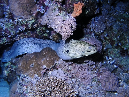포토 JPG 해외이미지 식물 동물 야생동물 잎 자연 표면 어류 사람없음 물 반사 수중 투명 스노클링 산호 잠수부 다이빙 암초 동물상 해외202004 해외포토 자연요소 조형물 수영 수중동물 수상스포츠 자포동물 전문직 생태계 수중스포츠 파일형식 이미지허브